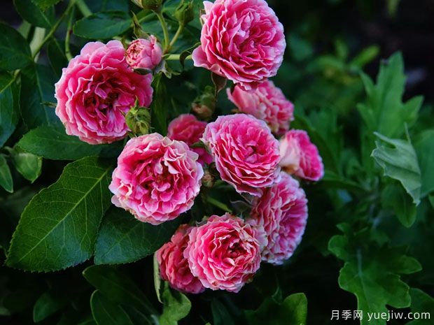 長勢很快的一個爬藤月季，種下一棵胭脂扣月季(圖2)