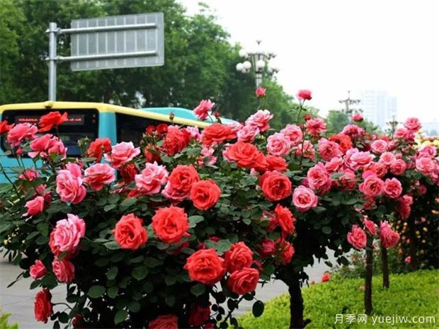 冬季如何修剪月季花？(圖1)