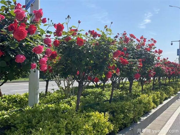 綠化月季苗木養(yǎng)護(hù)中的灌水基礎(chǔ)知識(圖1)