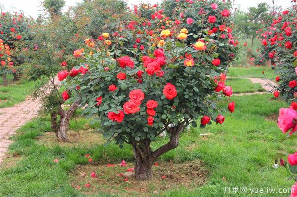 超百年的古樁月季，一樹花開多色，世上罕見(圖1)