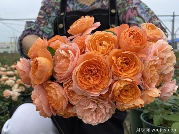 推薦5個(gè)超級(jí)勤花月季品種，季季有花賞(圖1)