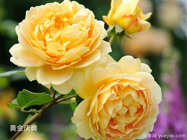 推薦5個(gè)深受歡迎的月季品種，人人喜歡(圖2)