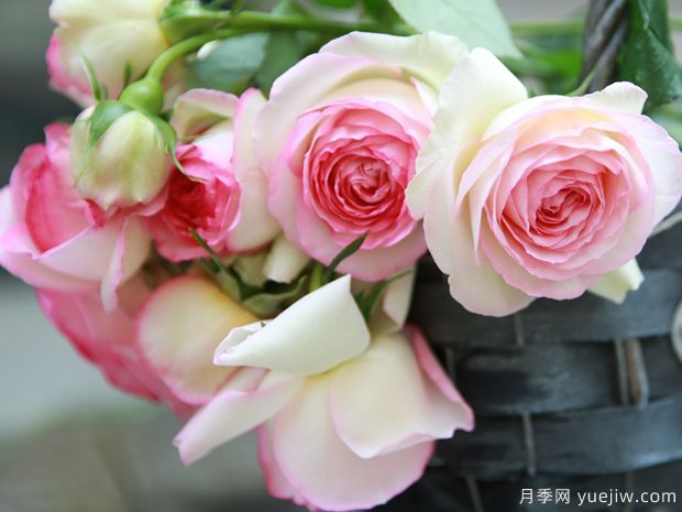 推薦5個(gè)深受歡迎的月季品種，人人喜歡(圖4)