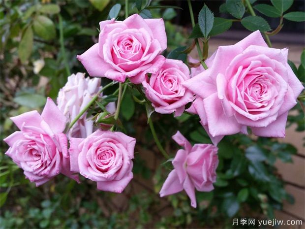 月季花有什么用？(圖1)