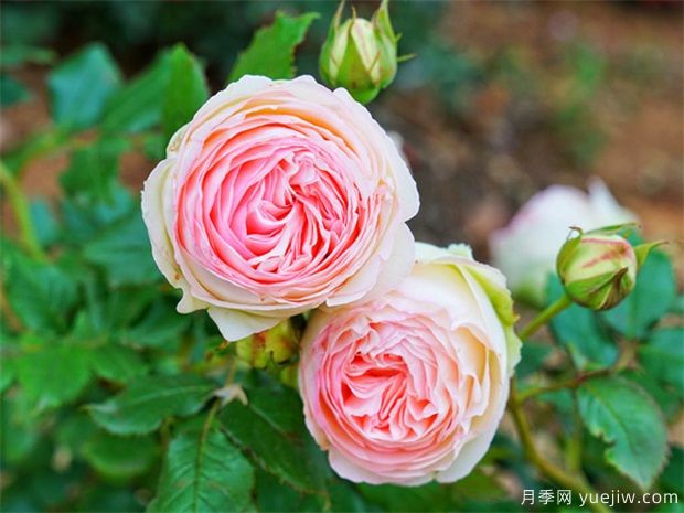 家庭玫瑰的種植技術(圖1)