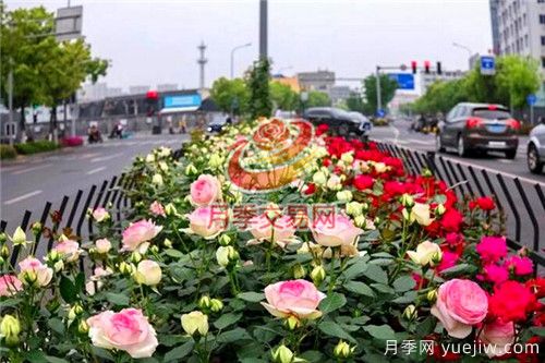 城市內(nèi)建設(shè)“月季大道”竟這么流行！(圖2)