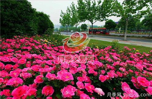 城市內(nèi)建設(shè)“月季大道”竟這么流行！(圖3)