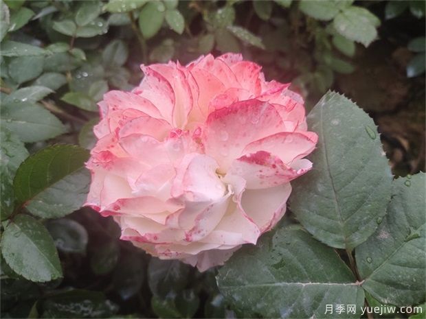 月季花田如何除草？(圖1)