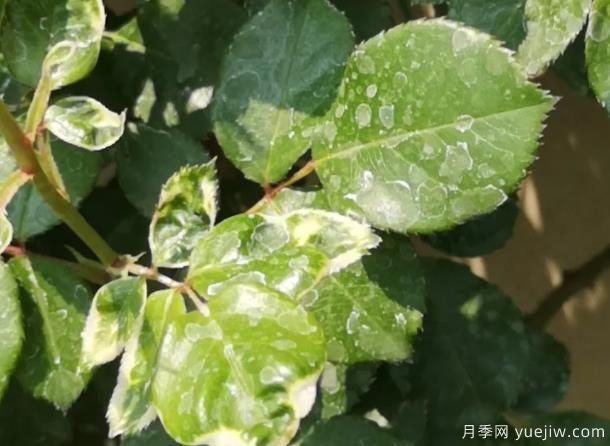 秋天做好4點防止月季藥害，藥害發(fā)生后如何緩解(圖1)