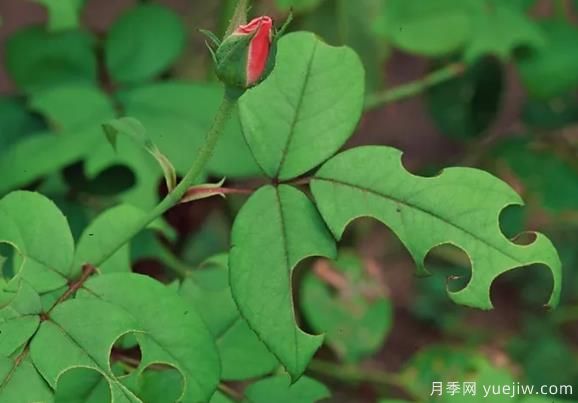 3招驅(qū)趕切葉蜂，再也不會啃月季的葉片(圖1)