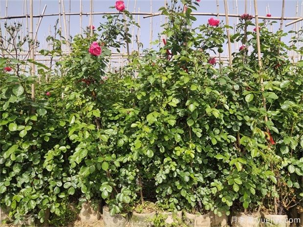 月季花苗干枯之后如何救活？(圖1)