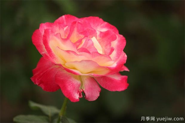 怎樣預(yù)防月季黑斑???(圖1) 怎樣預(yù)防月季黑斑?。?圖1)