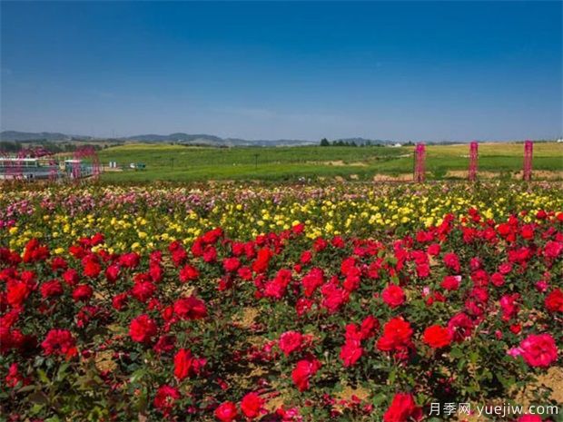 如何區(qū)別月季、玫瑰、薔薇(圖1)