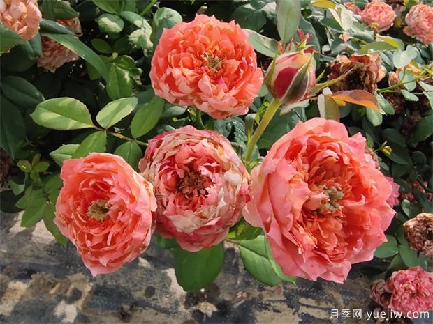 月季網(wǎng)：怎樣栽培月季花？(圖1)