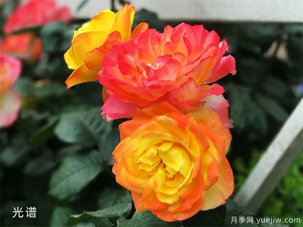 有花友種了38個月季花品種，來看看(圖1)