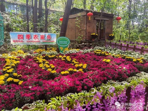 渭南華州南山下數(shù)萬(wàn)盆菊花爭(zhēng)奇斗艷，國(guó)慶節(jié)美不勝收(圖1)