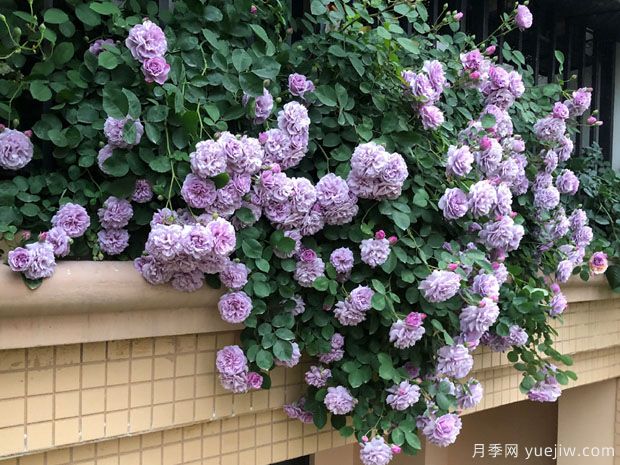 藍(lán)色陰雨?和?藍(lán)色?風(fēng)暴，哪個(gè)月季花更優(yōu)秀？(圖2)