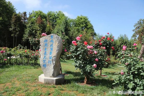 月季與美麗鄉(xiāng)村：保山騰沖老寨子，花在我眼前盛開(圖1)