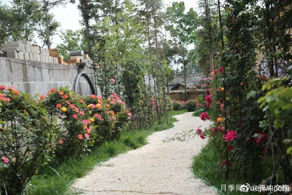 月季與美麗鄉(xiāng)村：保山騰沖老寨子，花在我眼前盛開(圖2)