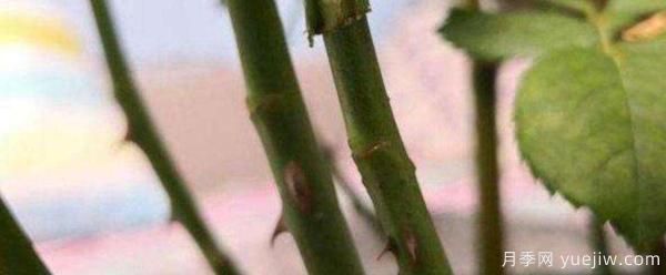 小青桿樹狀月季栽培如何管理？嫁接怎么做？(圖1)