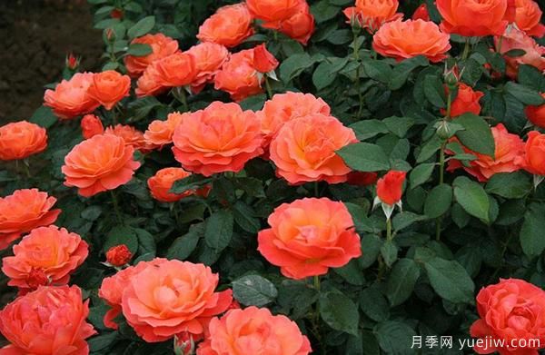 嫁接樹狀月季可以用什么品種的月季？(圖1)