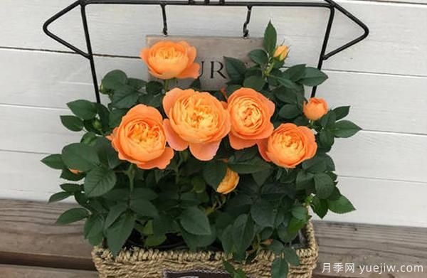 盆栽月季，選擇花盆也是一種大學(xué)問，看你是否也選的一樣(圖1)