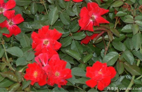 導(dǎo)致樹狀月季老化的要素有什么？(圖1)