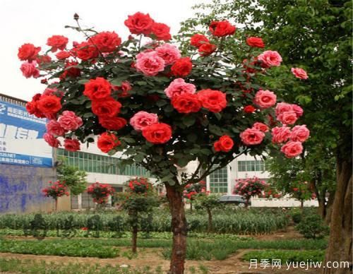 南陽花樣苗木，教你樹狀月季如何水插育苗的技巧？(圖1)