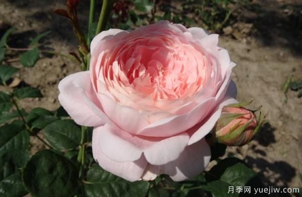 如何根據(jù)葉子的情況來判斷樹狀月季的生長狀況？(圖1)