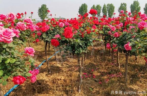 南北地區(qū)栽種樹狀月季應(yīng)該注意哪些？(圖1)
