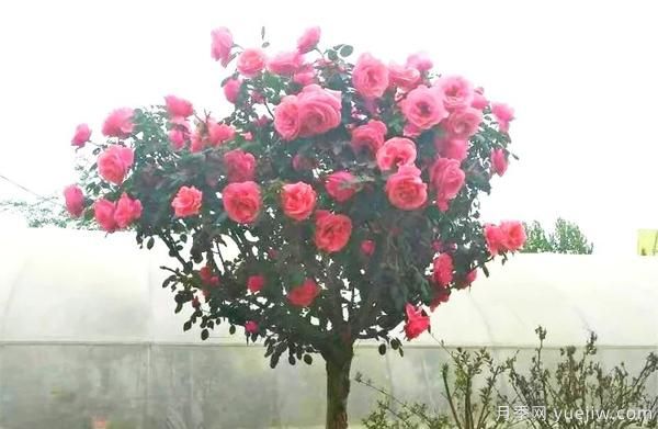 景觀月季花謝之后，如何養(yǎng)護(hù)可以二次花開？(圖1)