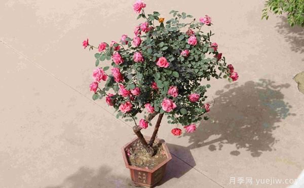 古樁盆栽月季培養(yǎng)，主要的設(shè)施需求？來了解下(圖1)