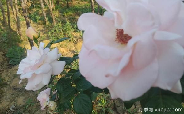 根據(jù)月季病害，綜合治理，一起來(lái)多了解下(圖1)