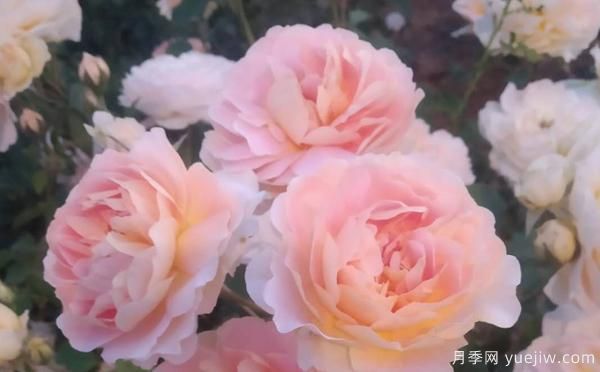 樹狀月季養(yǎng)殖備受大家受用的方法！(圖1)
