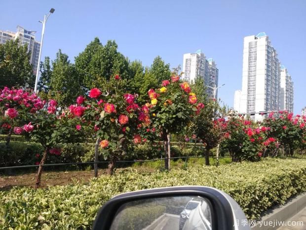 天快熱了，粉色樹狀月季的盆栽技術(shù)該如何養(yǎng)呢？(圖1)