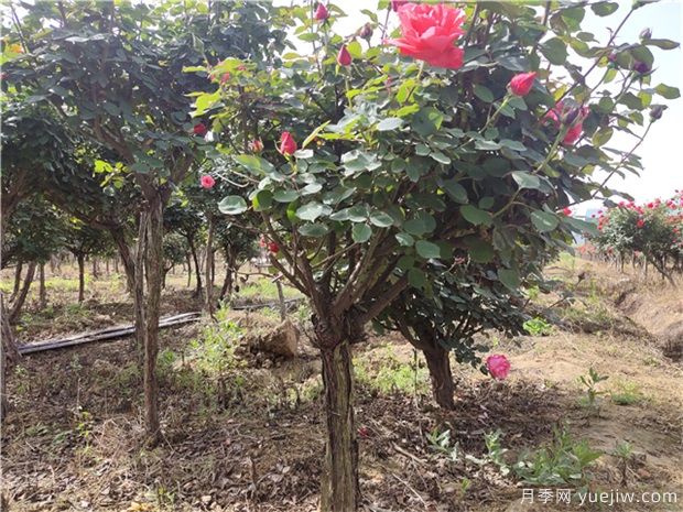 樹(shù)狀月季花在春夏秋冬四個(gè)季節(jié)，修剪的辦法是什么(圖1)