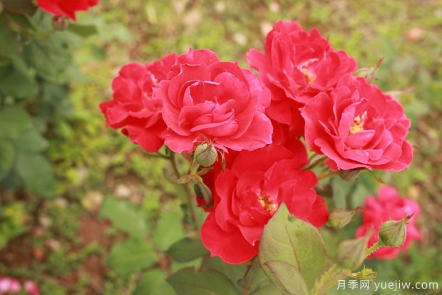 山東大花月季成長期的正確施肥技巧！(圖1)