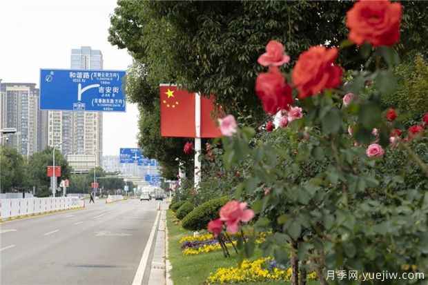 昆明上千株月季俏立呈貢街頭，與您共赴COP15盛會(huì)！(圖1)