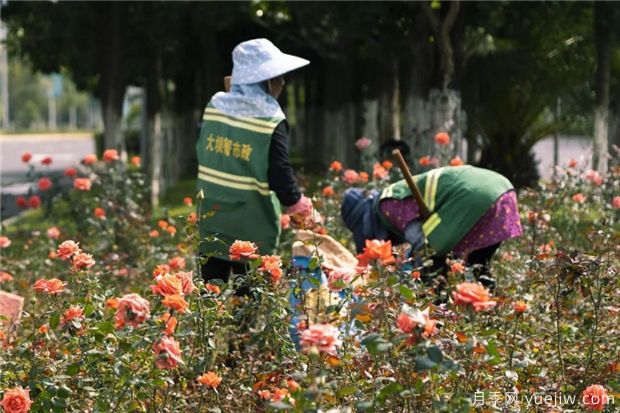 昆明上千株月季俏立呈貢街頭，與您共赴COP15盛會(huì)！(圖2)