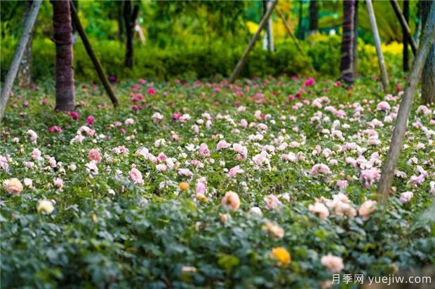 昆明上千株月季俏立呈貢街頭，與您共赴COP15盛會(huì)！(圖4)