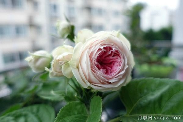 推薦6種月季非常好養(yǎng)，抗病能力超強(qiáng)(圖4)
