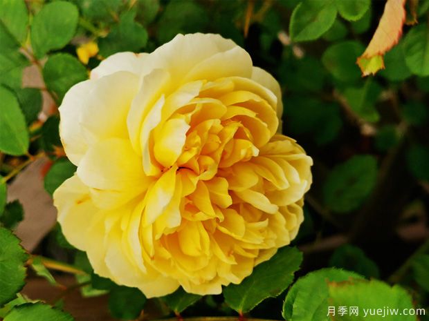 詩(shī)人的妻子，如同詩(shī)人一般浪漫的月季存在(圖1)