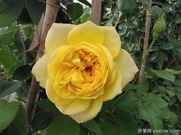 藤本月季品種推薦和日常養(yǎng)護(hù)(圖5)