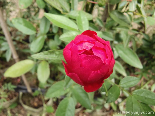玫瑰？月季？薔薇？如何分清楚？情人節(jié)送的是什么？(圖3)