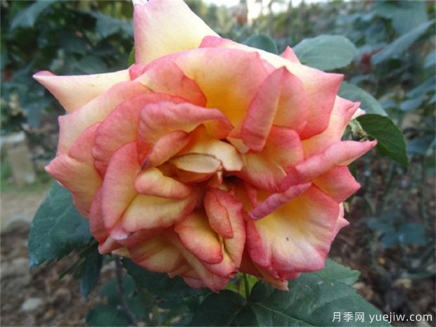 月季花突然蔫掉原因和蔫后養(yǎng)護技巧(圖1)