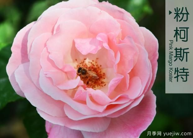 月季花牙簽苗怎么養(yǎng)？(圖1)