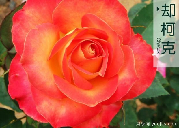 增強(qiáng)樹狀月季耐貯性技術(shù)(圖1)