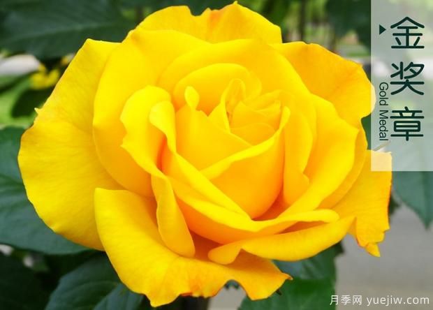 種植月季害怕遇到什么情況？怎么卻去解決？(圖1)