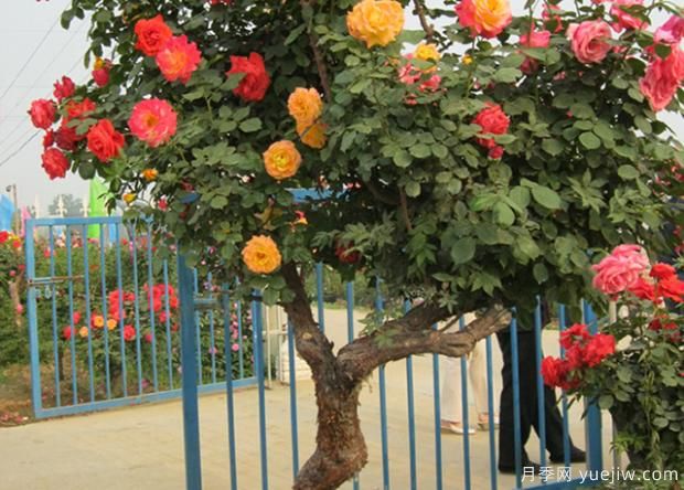 適合在庭院養(yǎng)的植物你知道嗎？(圖2)