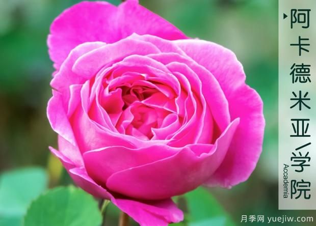月季在夏天會(huì)被曬到不認(rèn)識(shí)是真的嗎？真相居然是這樣(圖1)